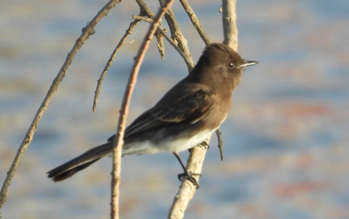 Black Phoebe - ML630351416