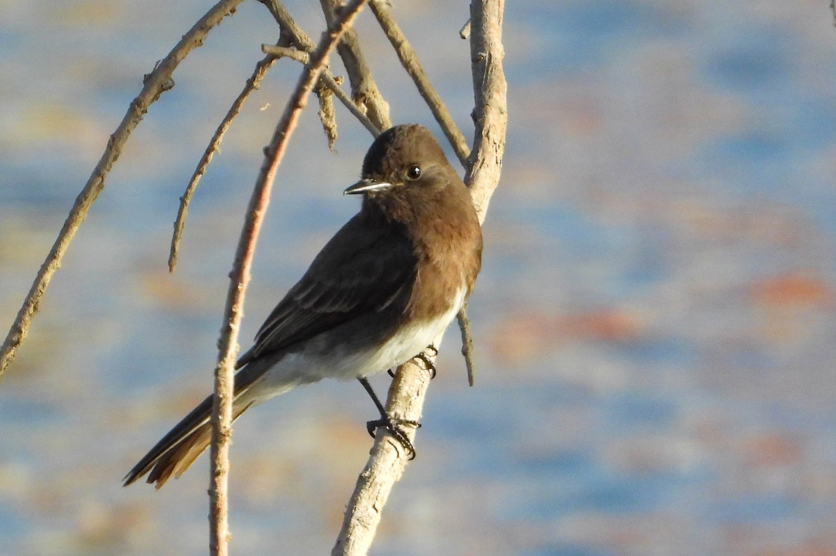 Black Phoebe - ML630351417