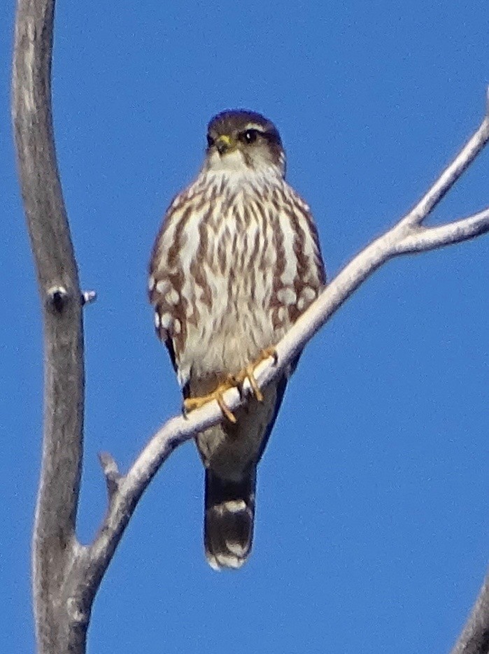 Boz Doğan - ML630351483