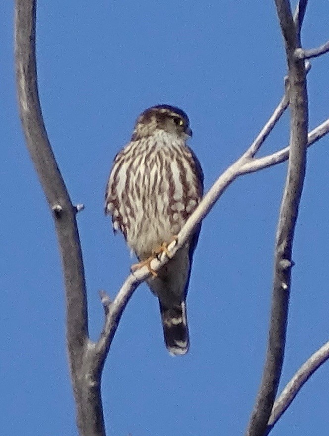 Boz Doğan - ML630351484