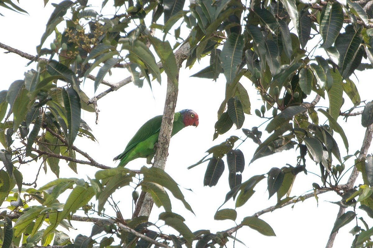 Red-cheeked Parrot - ML630351752