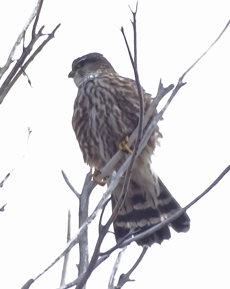 Boz Doğan (columbarius) - ML630351758