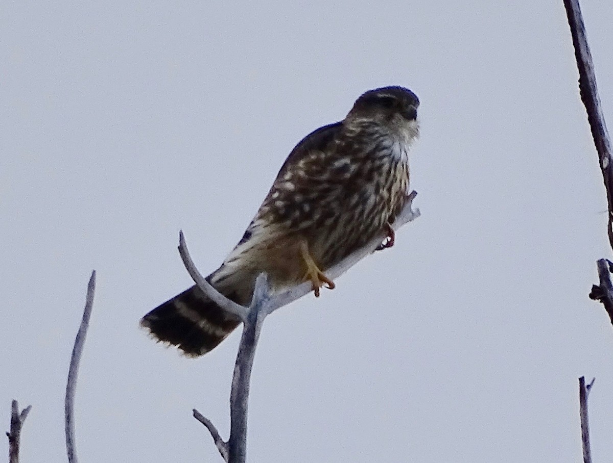 Boz Doğan (columbarius) - ML630351764