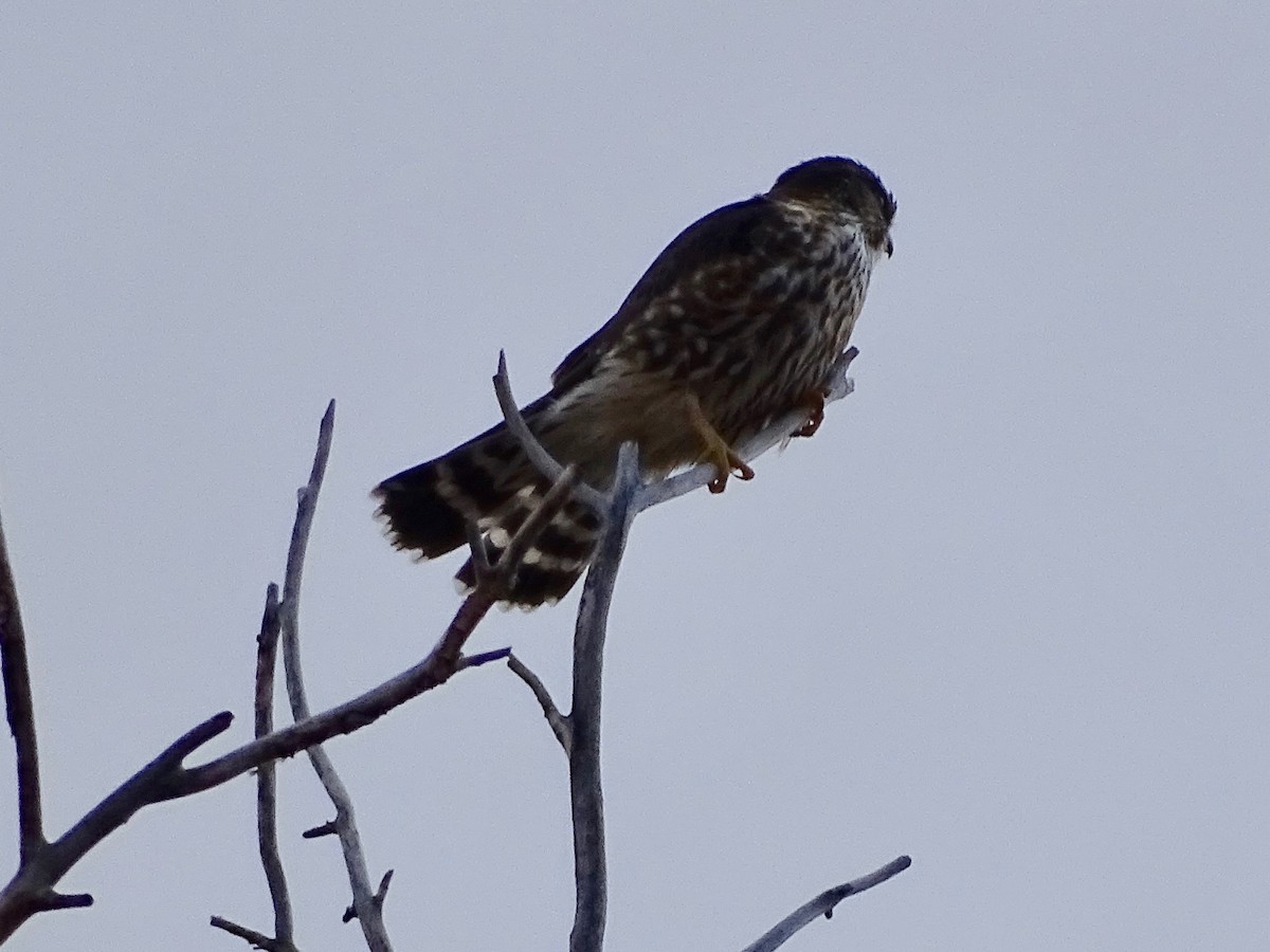 Boz Doğan (columbarius) - ML630351774