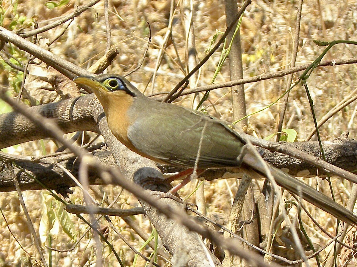 Lesser Ground-Cuckoo - ML630351856