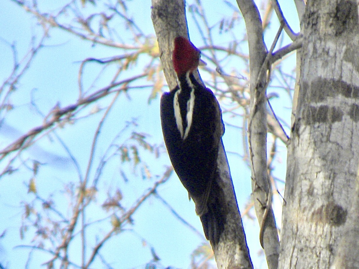 Pale-billed Woodpecker - ML630351896