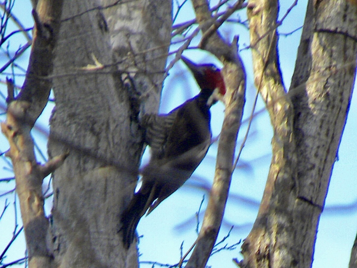 Pale-billed Woodpecker - ML630351897