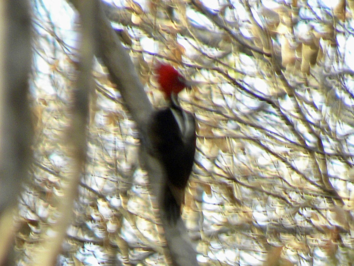 Pale-billed Woodpecker - ML630351898