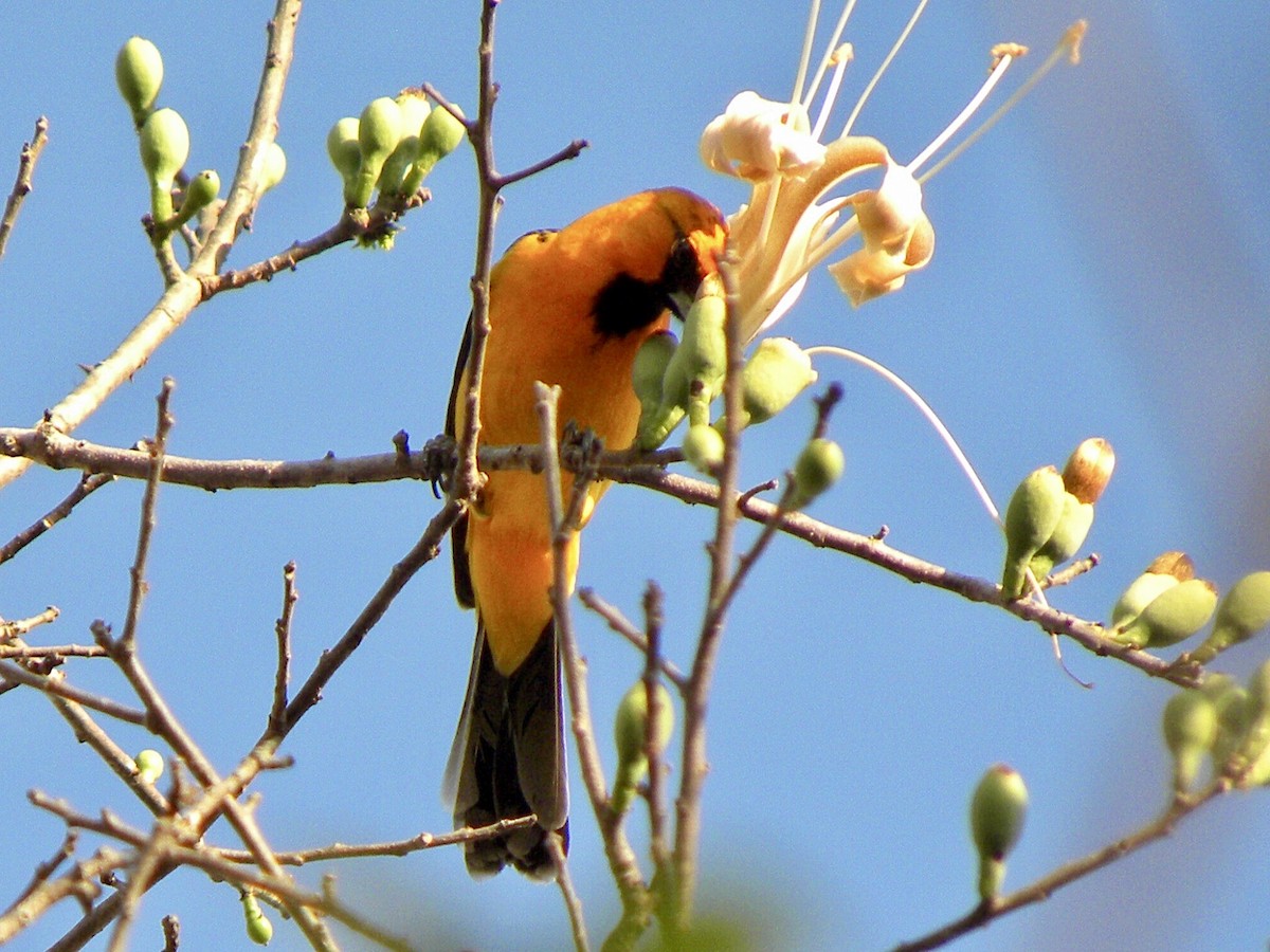 Streak-backed Oriole - ML630351945