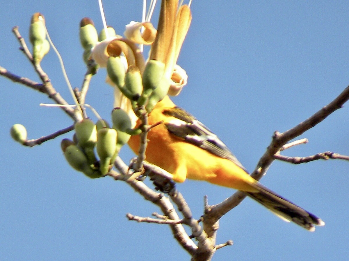 Streak-backed Oriole - ML630351946