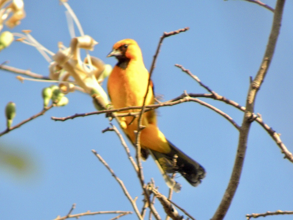 Streak-backed Oriole - ML630351947