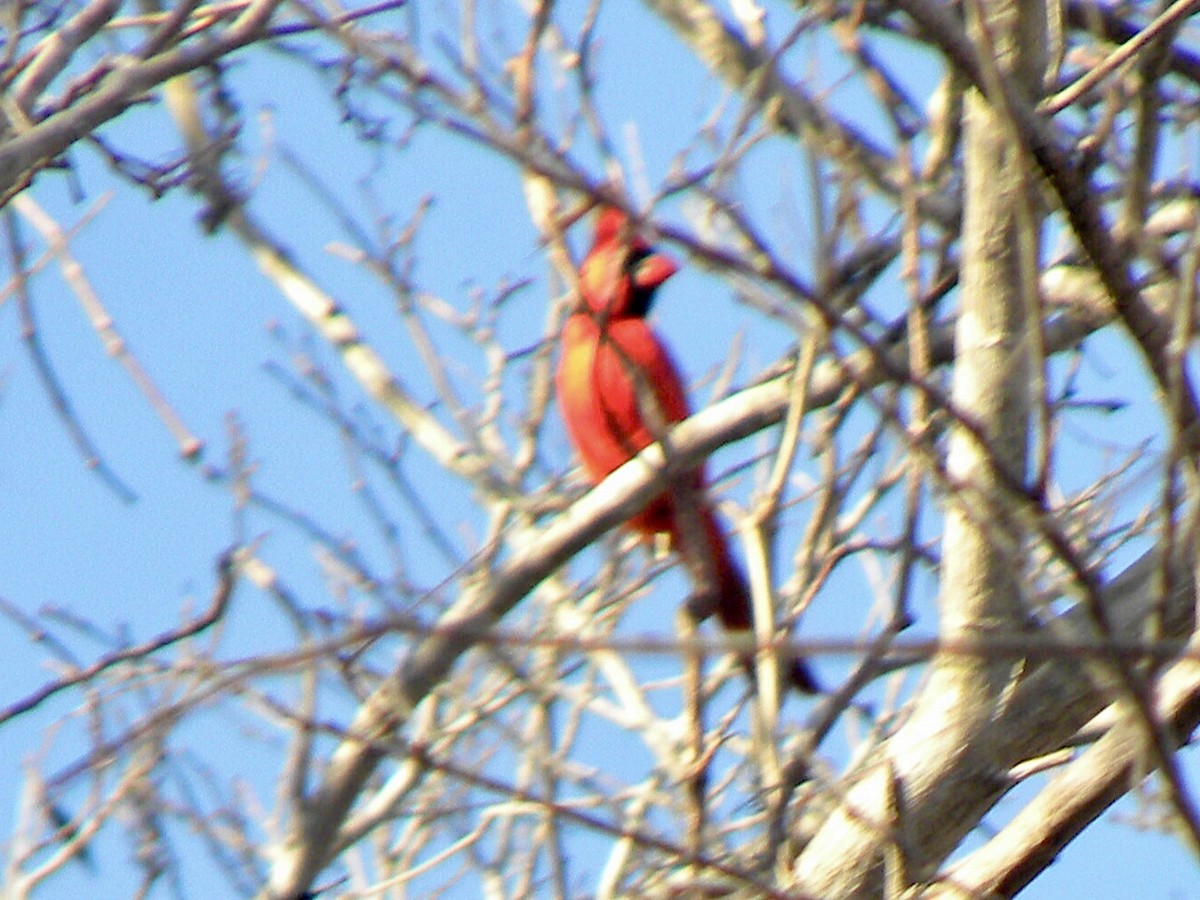 Northern Cardinal - ML630351960