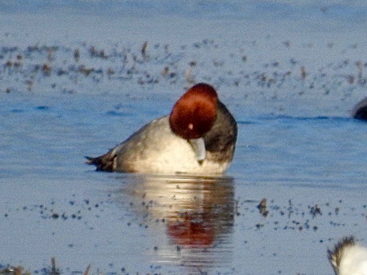 Redhead - ML630352019