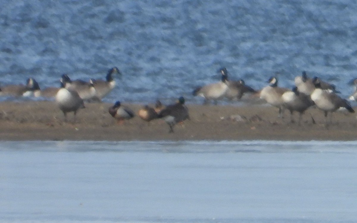 Cackling Goose - ML630352060