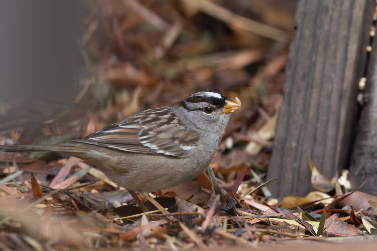 White-crowned Sparrow (Dark-lored) - ML630352085