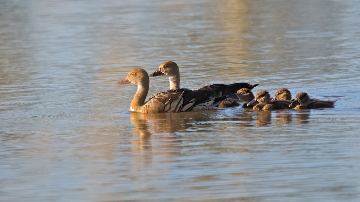 カザリリュウキュウガモ - ML630352146
