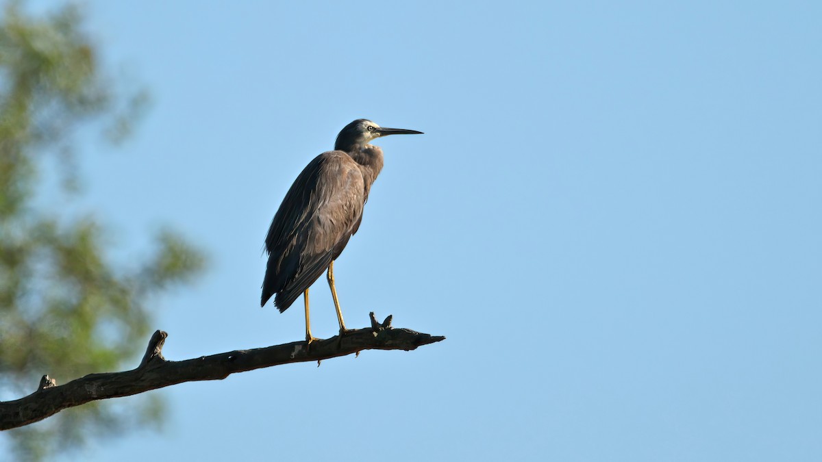 カオジロサギ - ML630352156