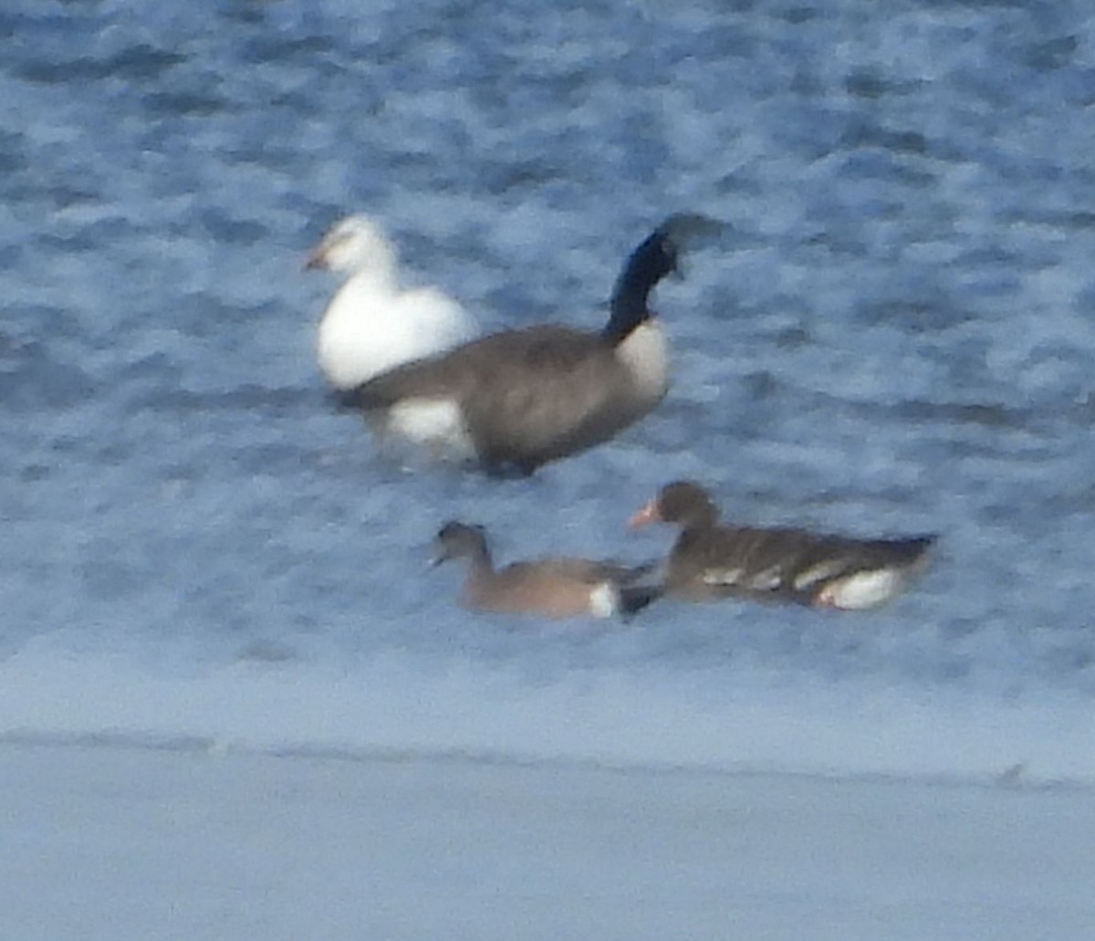 Snow Goose - ML630352192