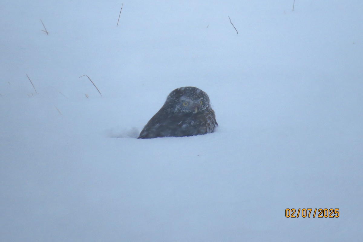 Northern Pygmy-Owl - ML630352973