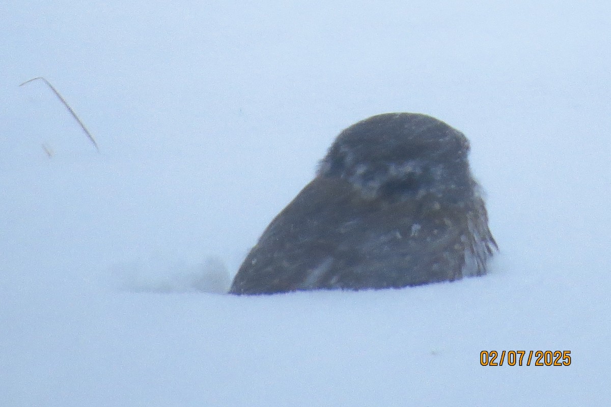 Northern Pygmy-Owl - ML630352999