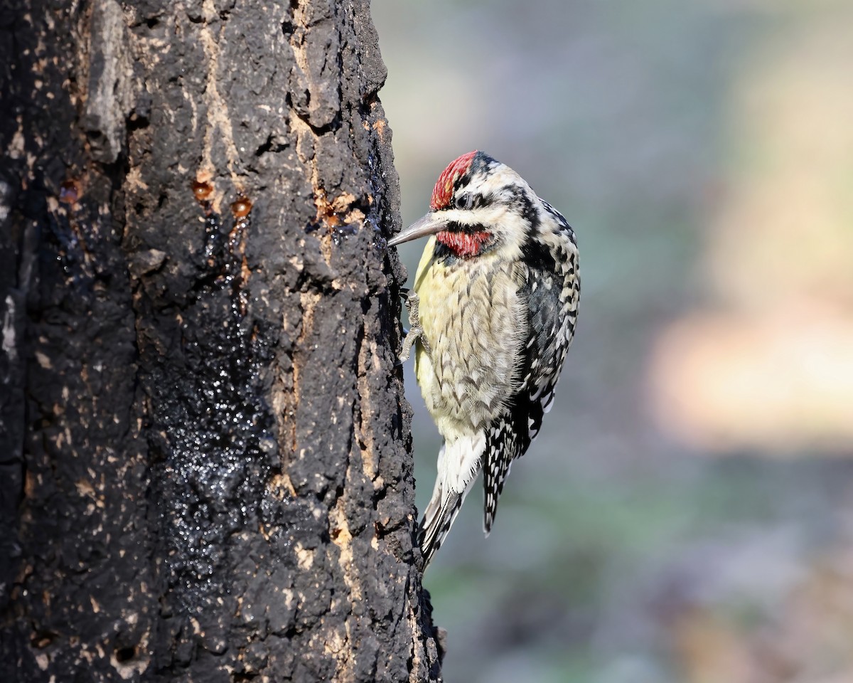 Yellow-bellied Sapsucker - ML630353115