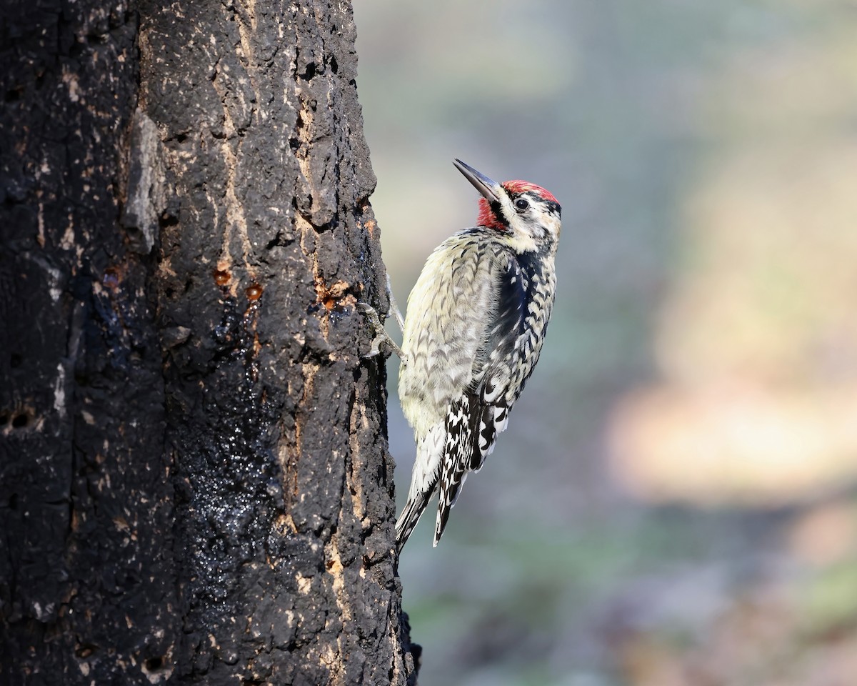 Yellow-bellied Sapsucker - ML630353116