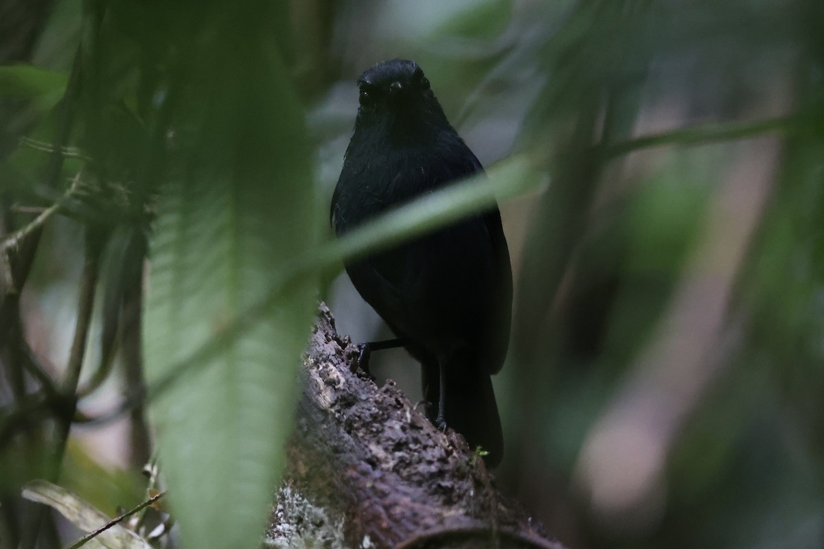 Philippine Shortwing - ML630353184
