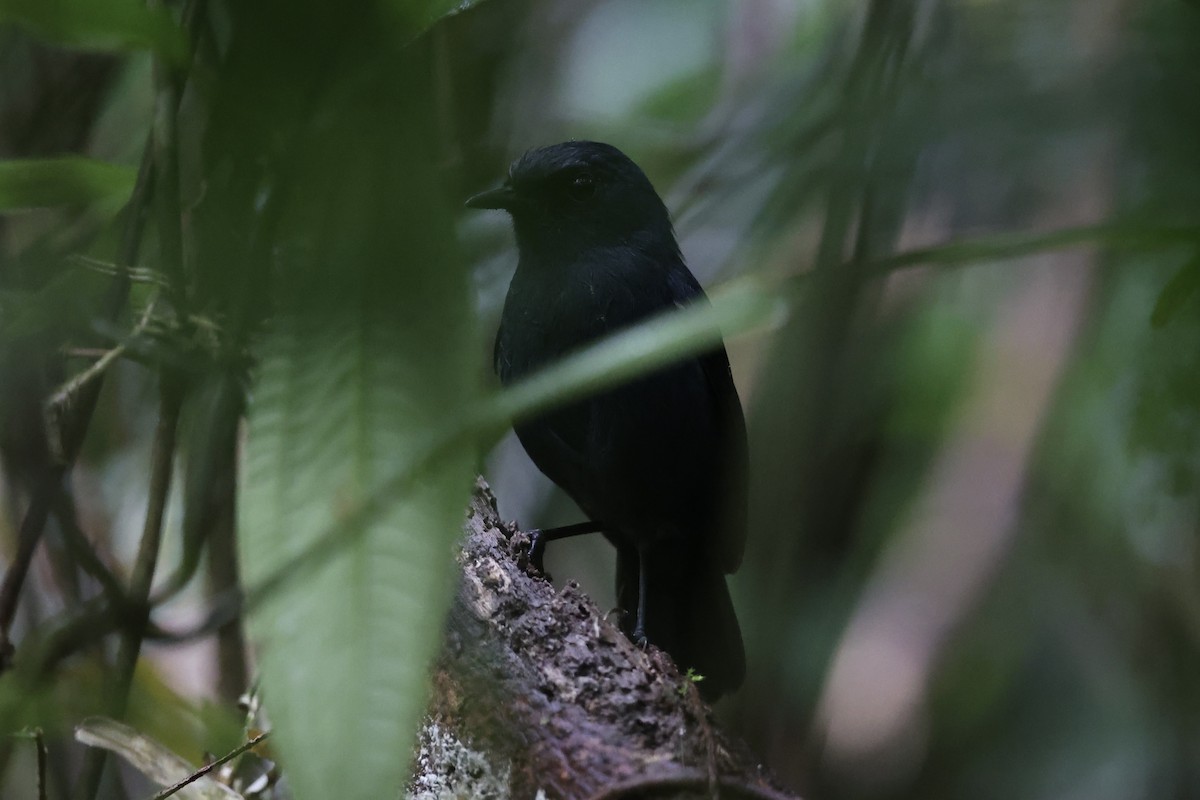 Philippine Shortwing - ML630353186