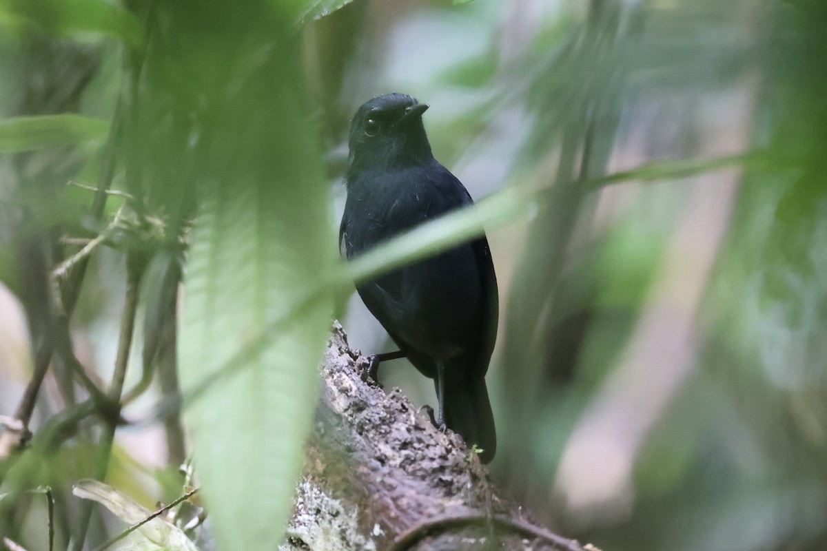 Philippine Shortwing - ML630353188