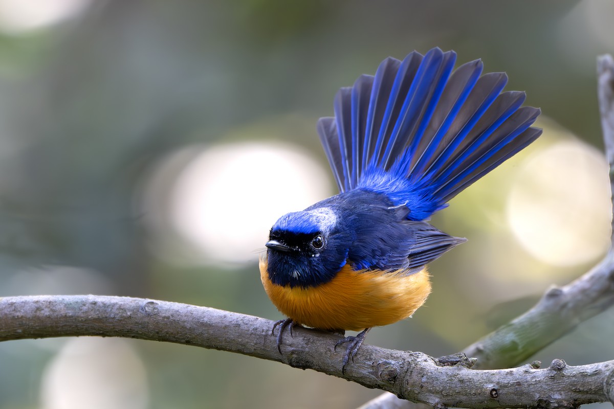 棕腹仙鶲 - ML630353260