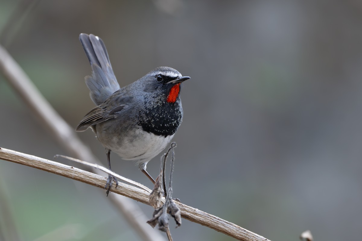 Himalayan Rubythroat - ML630353409