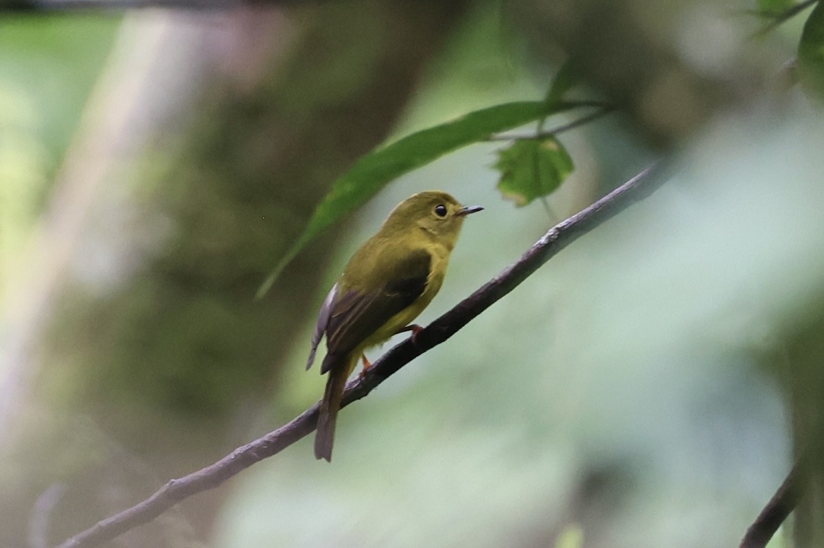 Citrine Canary-Flycatcher - ML630353464