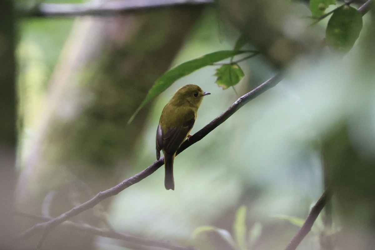 Citrine Canary-Flycatcher - ML630353466