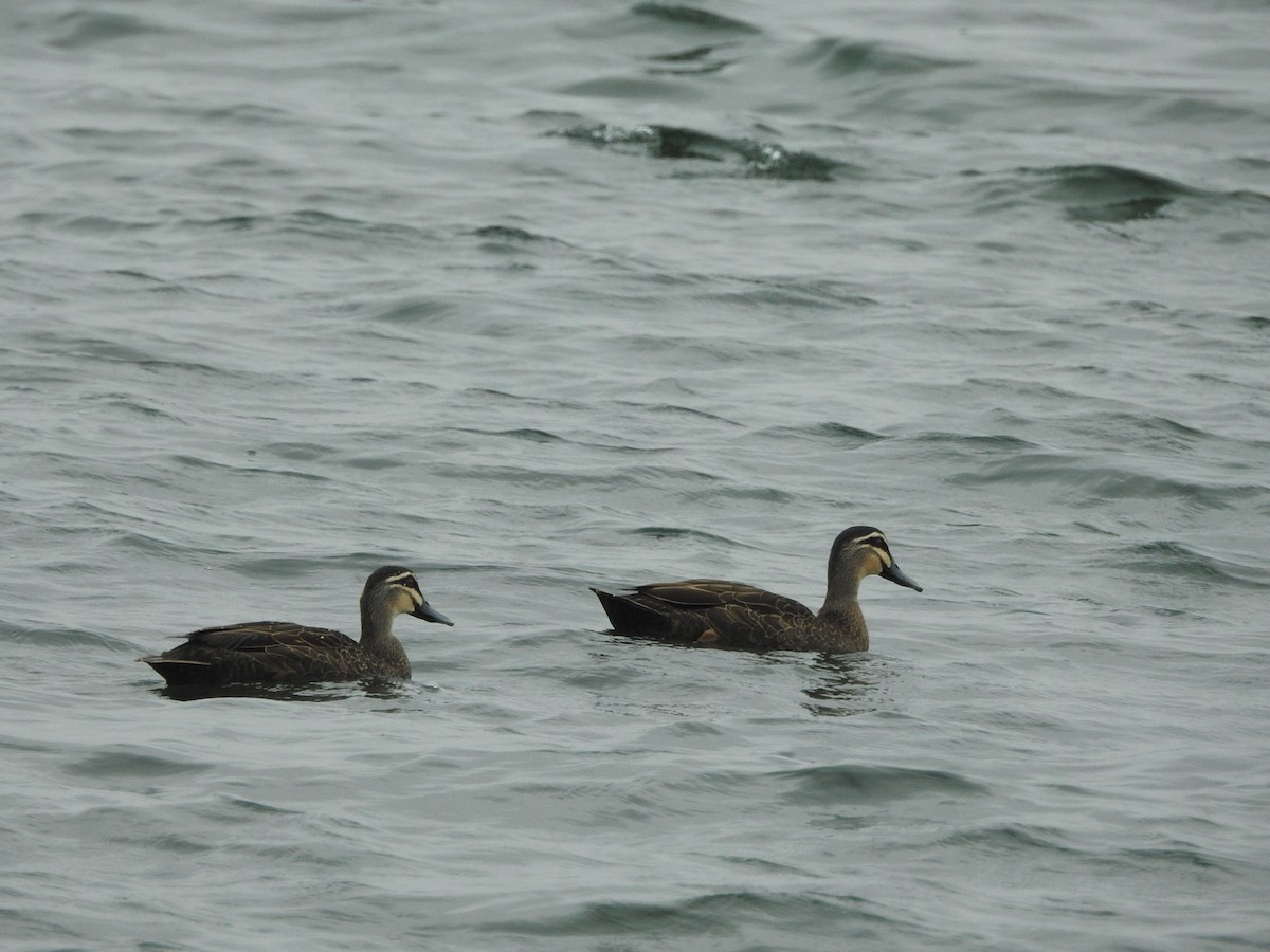 Pacific Black Duck - ML630353544