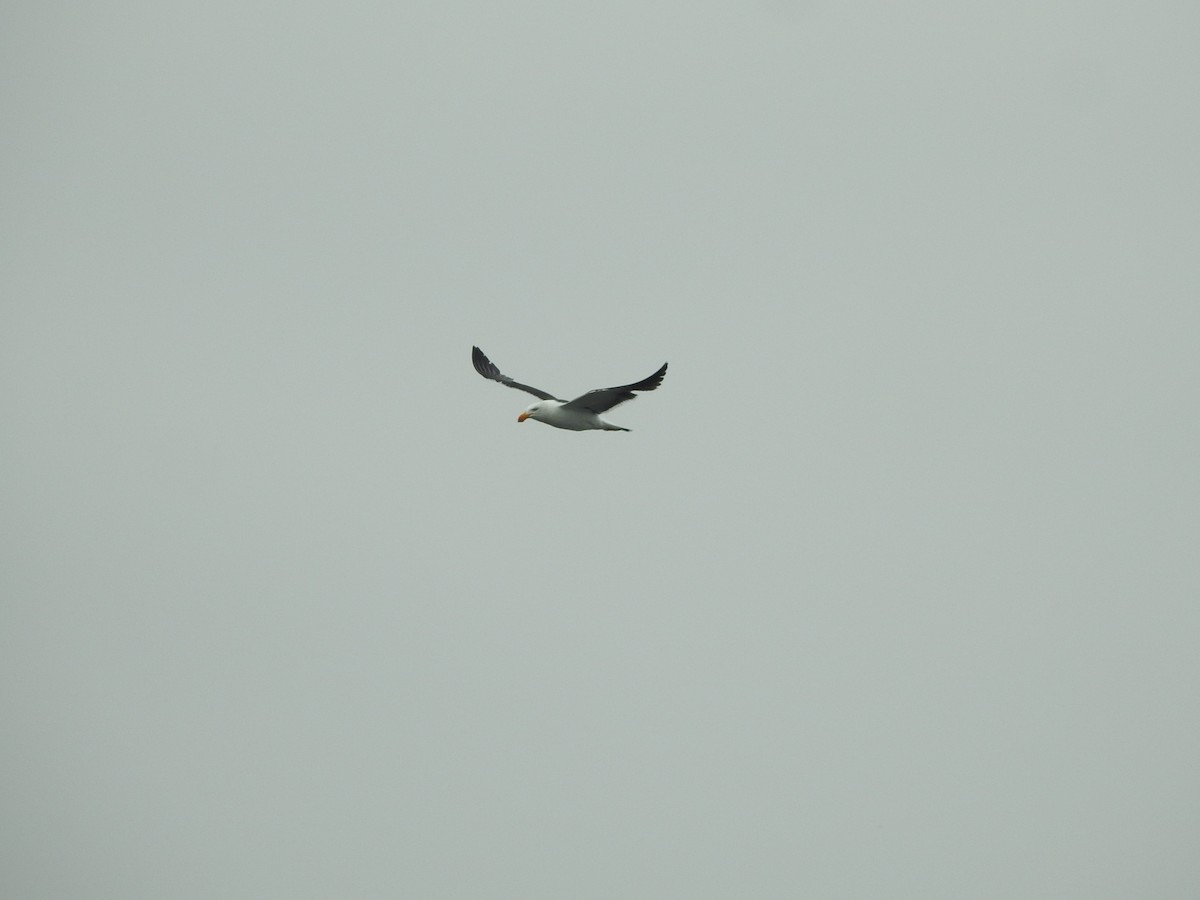 Pacific Gull - ML630353555
