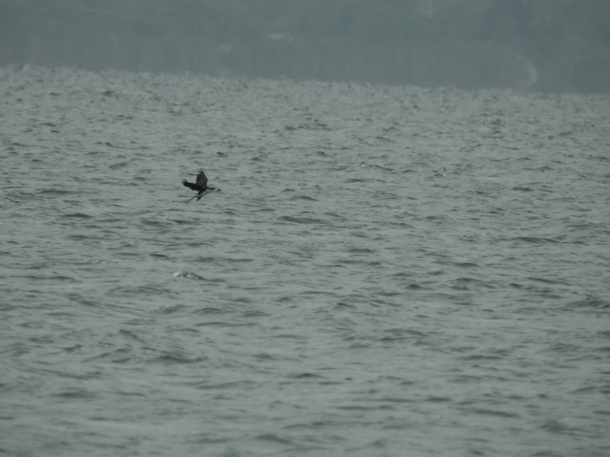 Little Pied Cormorant - ML630353559