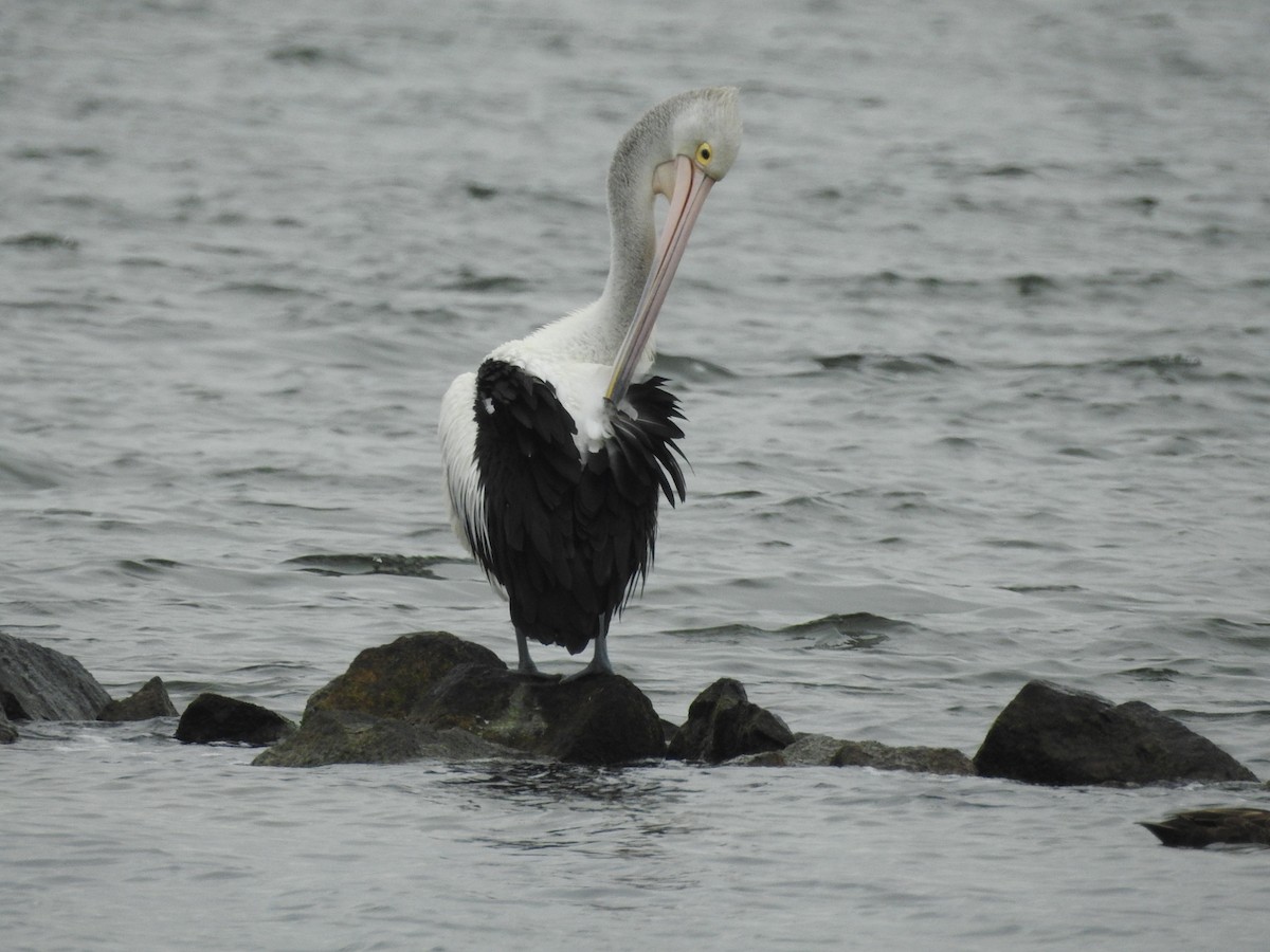 Australian Pelican - ML630353569