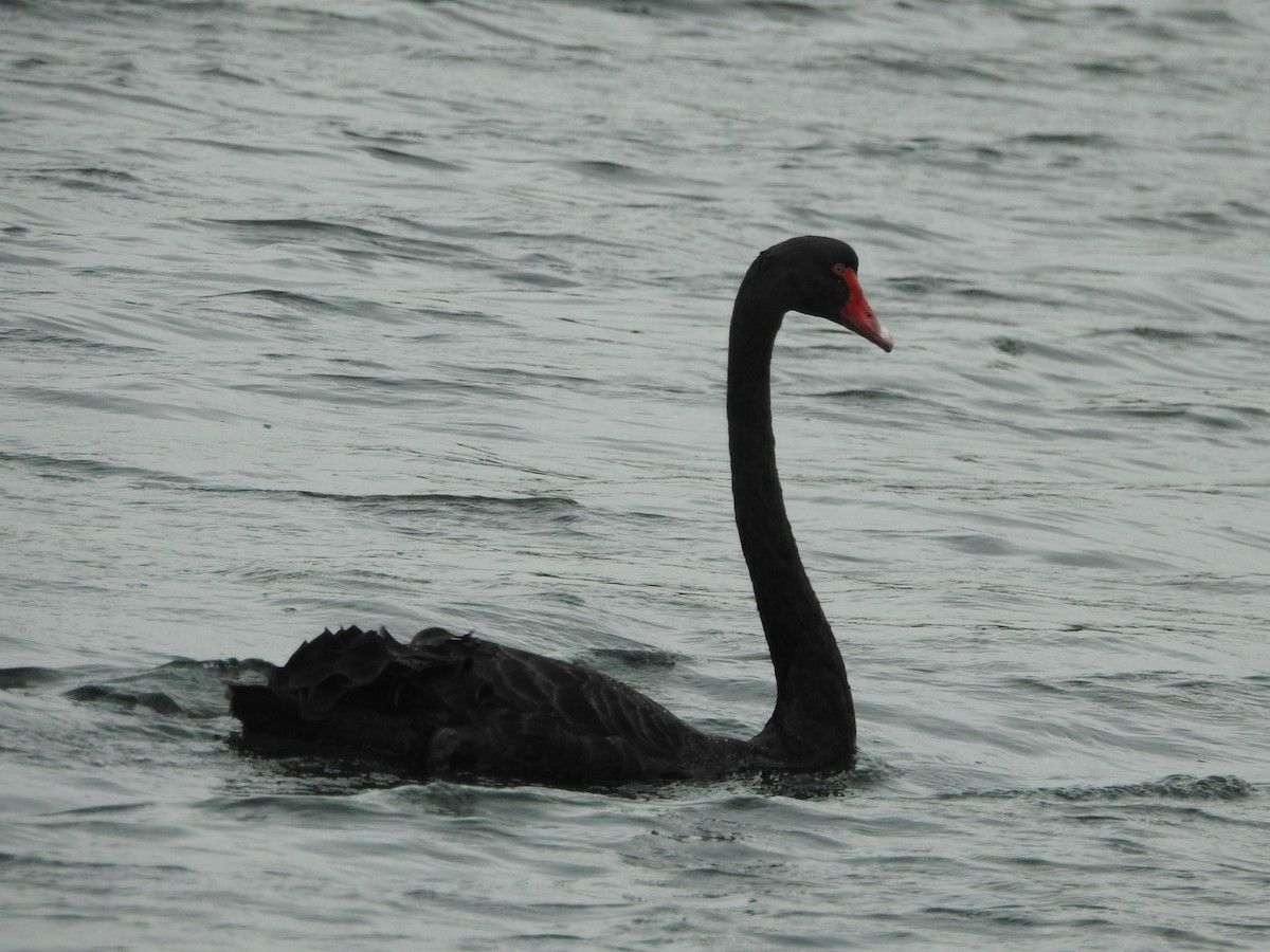 Black Swan - ML630353587