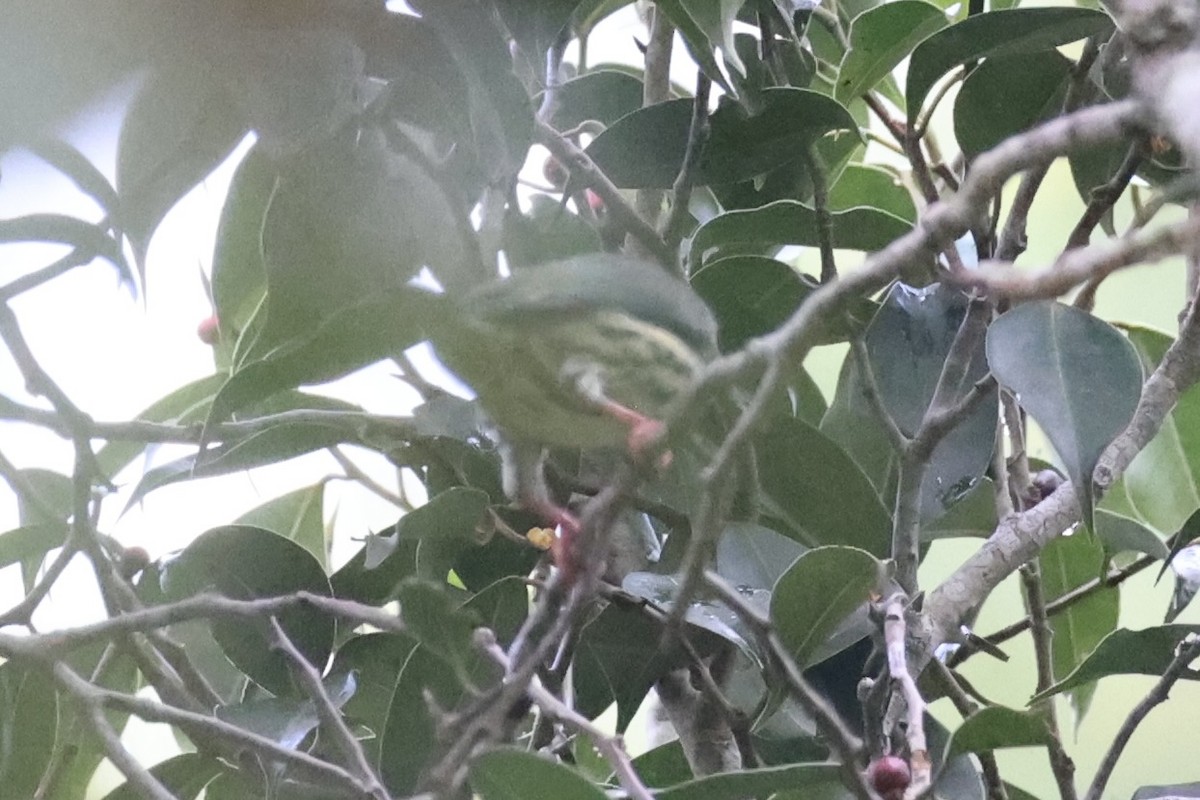 Coppersmith Barbet - ML630353588