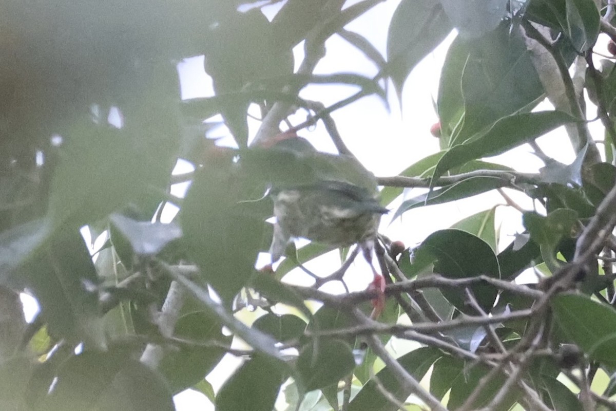 Coppersmith Barbet - ML630353589