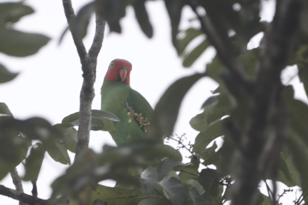 Red-cheeked Parrot - ML630353601
