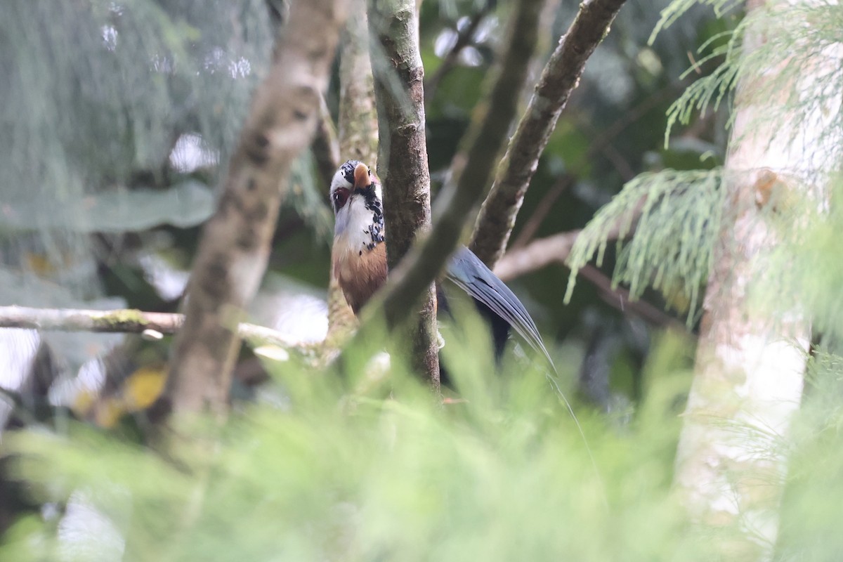 Scale-feathered Malkoha - ML630353659