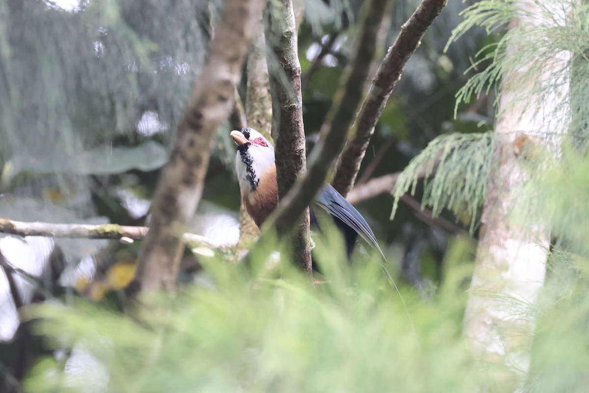 Scale-feathered Malkoha - ML630353660