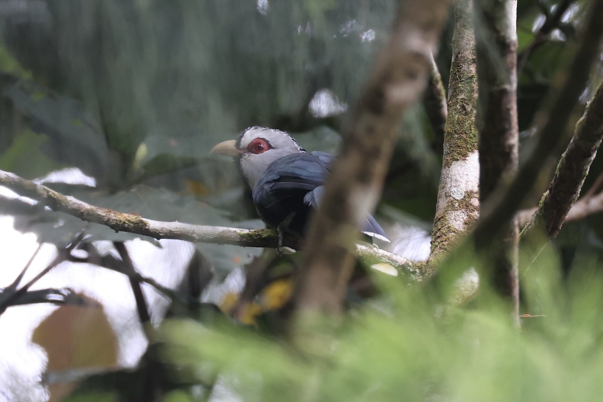 Scale-feathered Malkoha - ML630353661