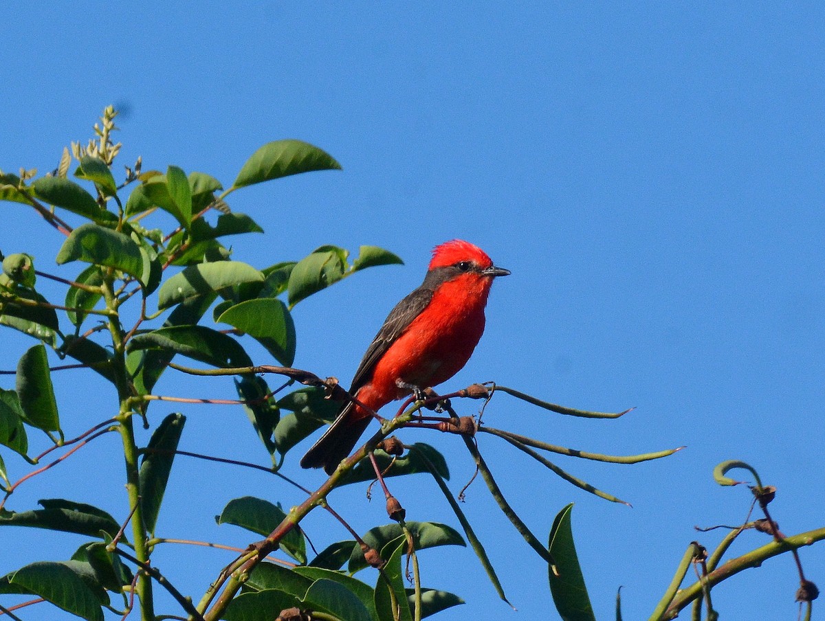 Vermilion Flycatcher (Austral) - ML630353835
