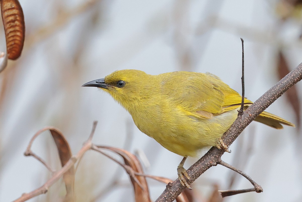 Yellow Honeyeater - Tony Ashton