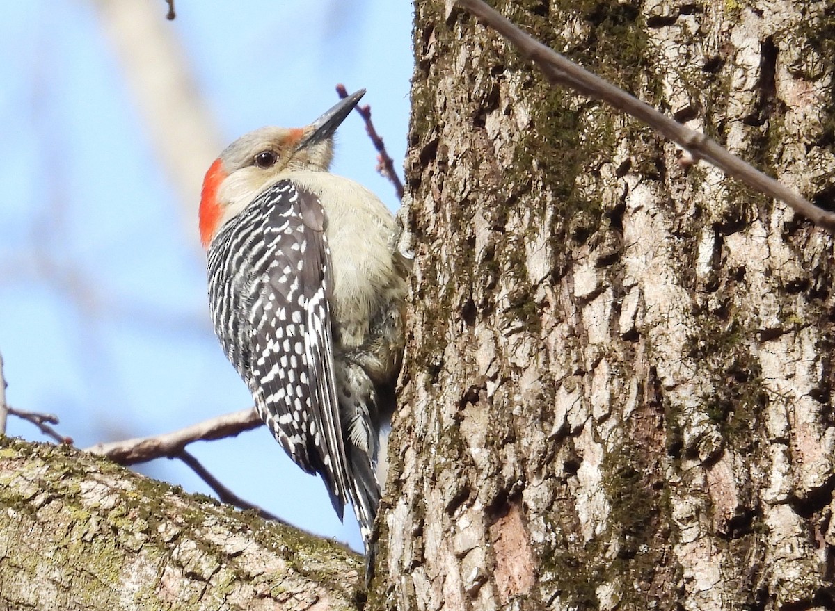 Red-bellied Woodpecker - ML630354565