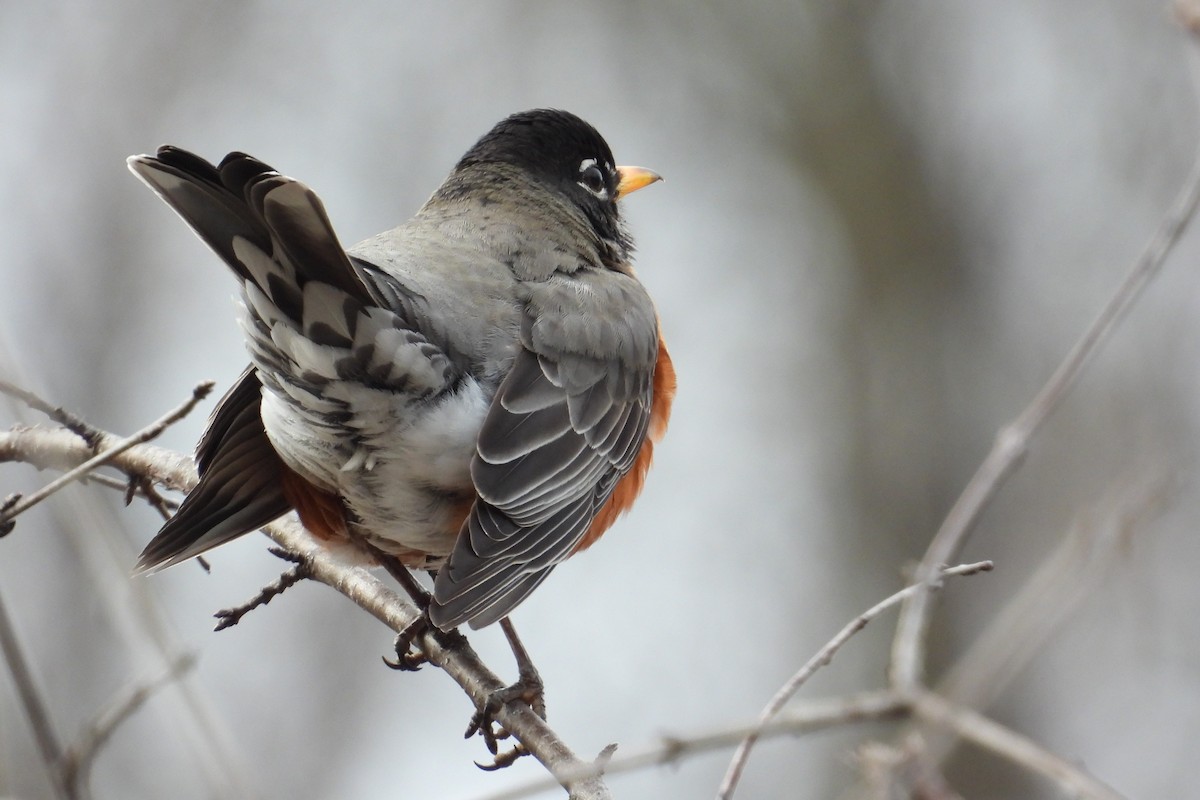Zozo papargorria - ML630354569