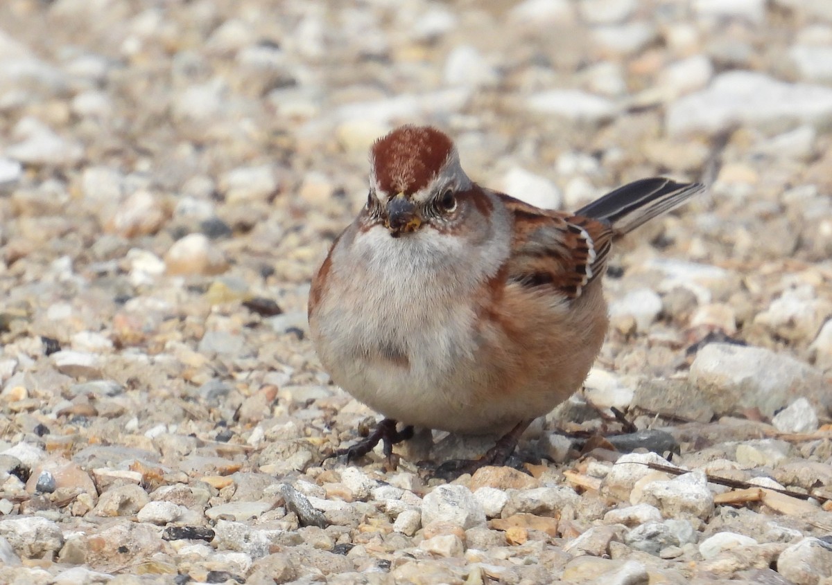 American Tree Sparrow - ML630354570