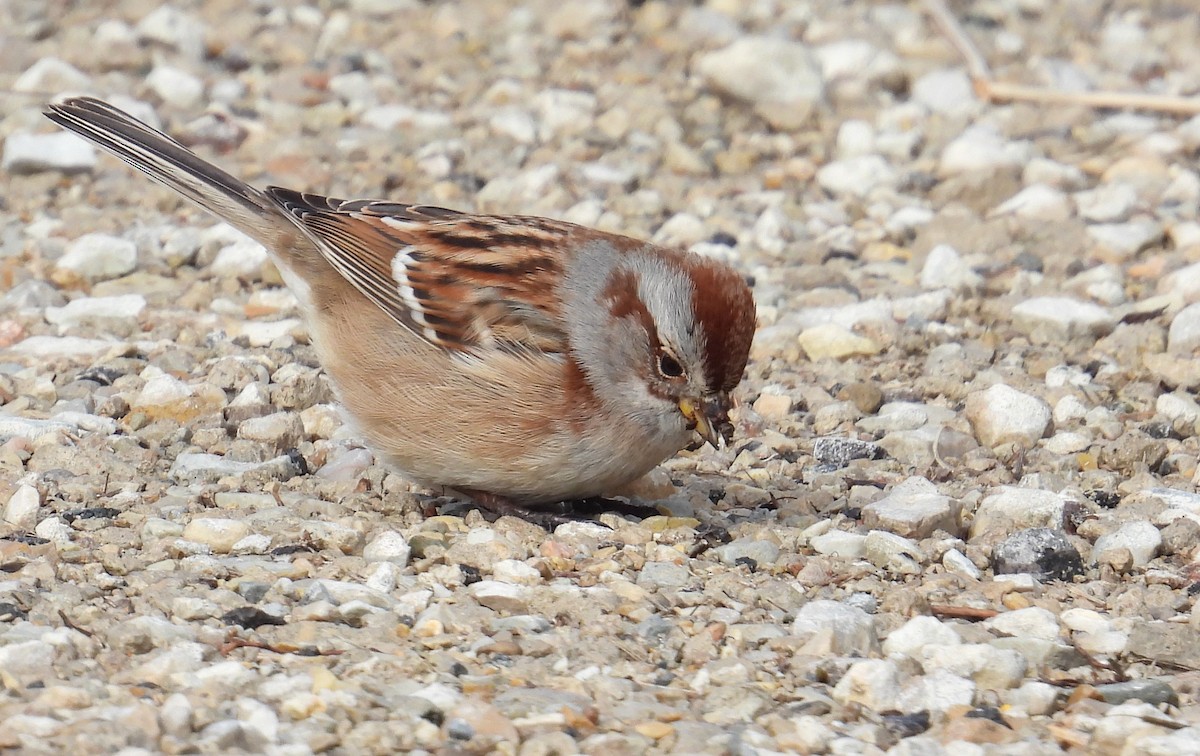 American Tree Sparrow - ML630354571